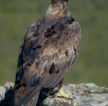 La-reina-de-los-cielos-Anastasio-Jimenez-Dominguez